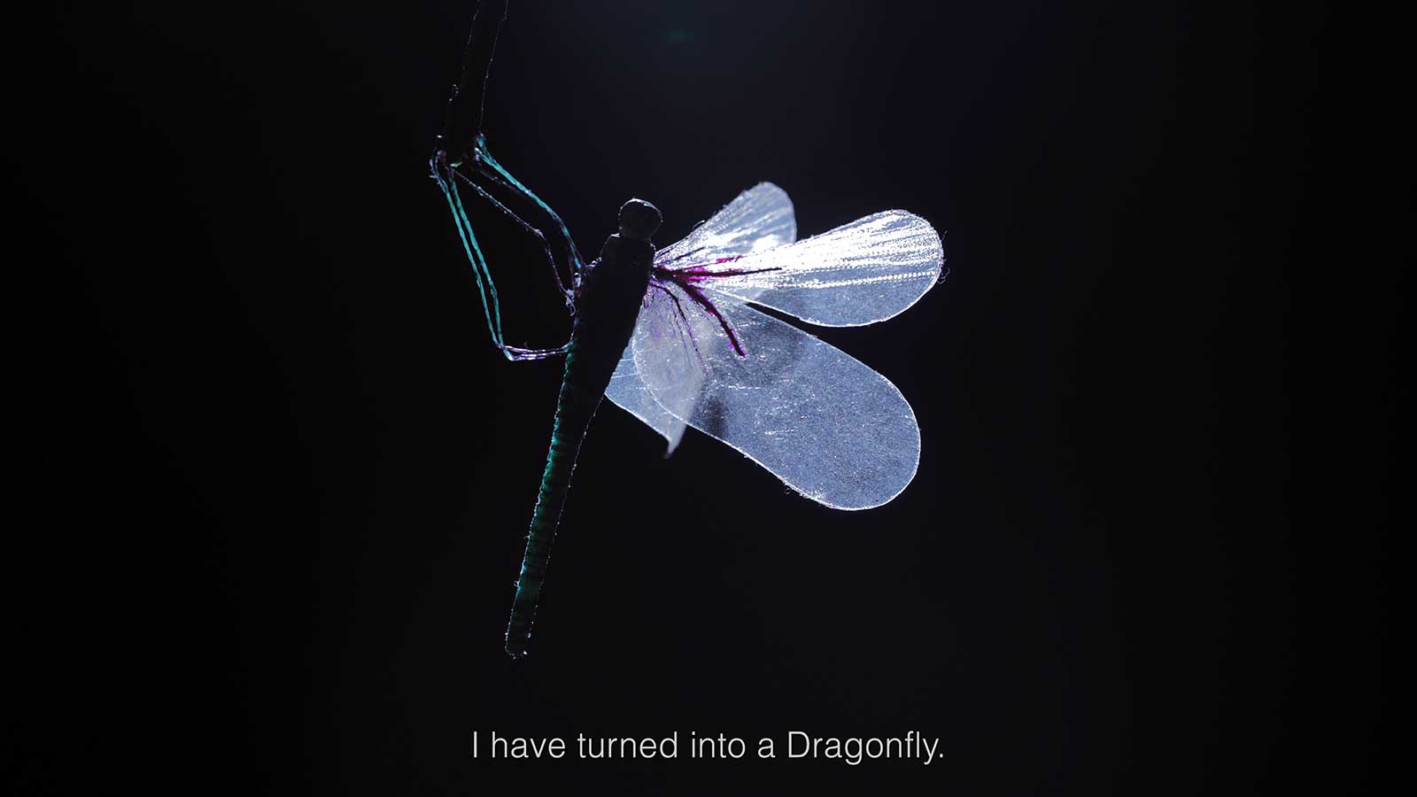 How deep can a Dragonfly swim under the Ocean? 2021 filmstill
