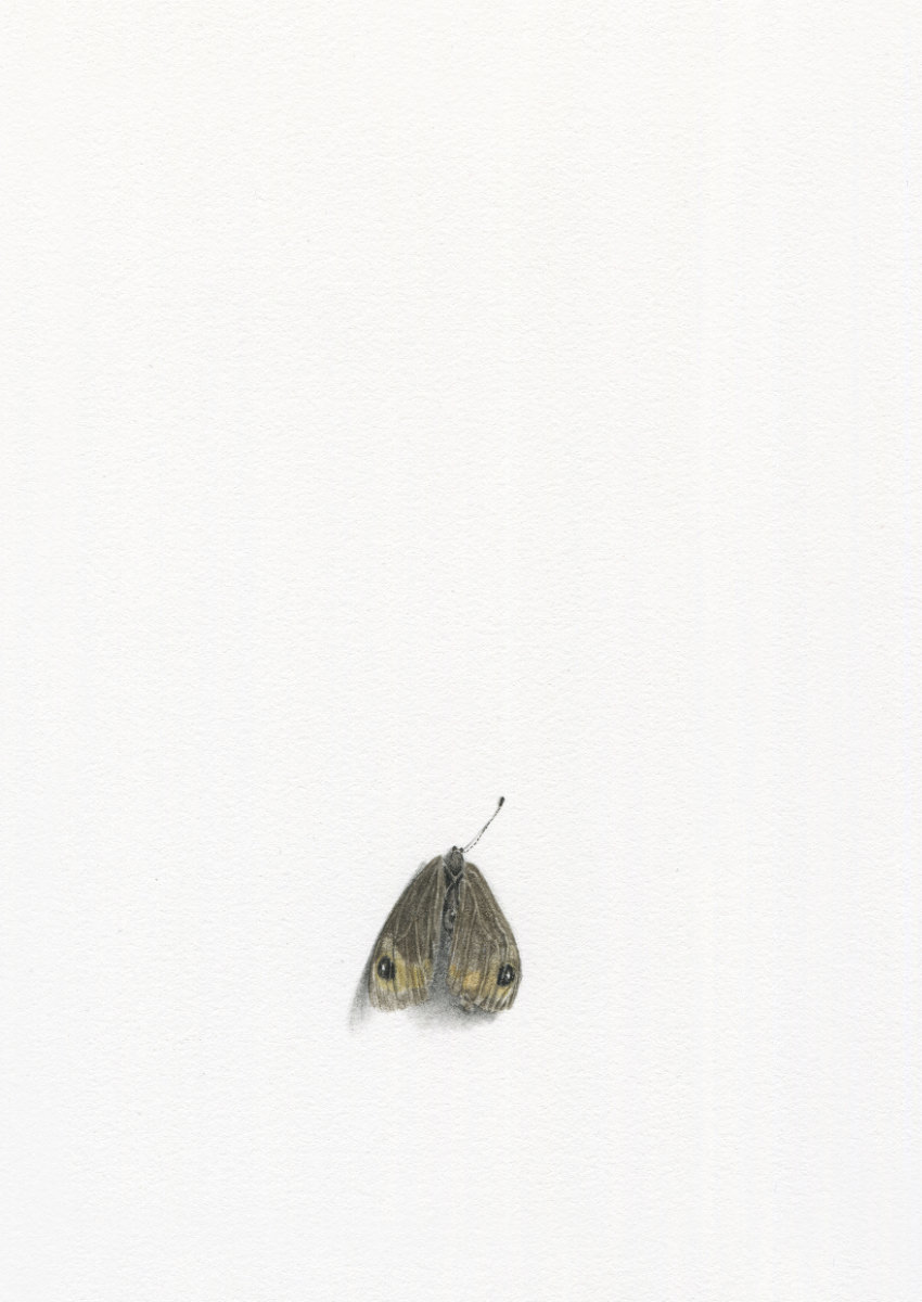 Großes Ochsenauge
2026, 21 x 14,8 cm, Aquarell und Bleistift auf Papier
Foto: Alexandra Kontriner
